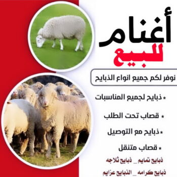 غنم للبيع - اغنام للبيع - ابوحسين📞55634410 - اغنام الكويت - غنم - خرفان للبيع - سوق الغنم - توصيل ذبايح - ذبايح الكويت - قصاب - قصاب متنقل - ذبايح للبيع